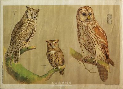 明治时代东京造画馆制鹰图，三只猫头鹰列于画面中，造型各异，目光炯炯有神，印制精美，保存完好，敬请预览